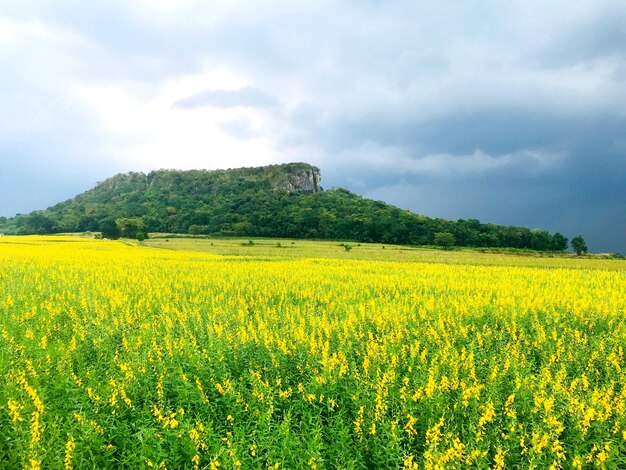 Vue panoramique du champ de colza contre le ciel