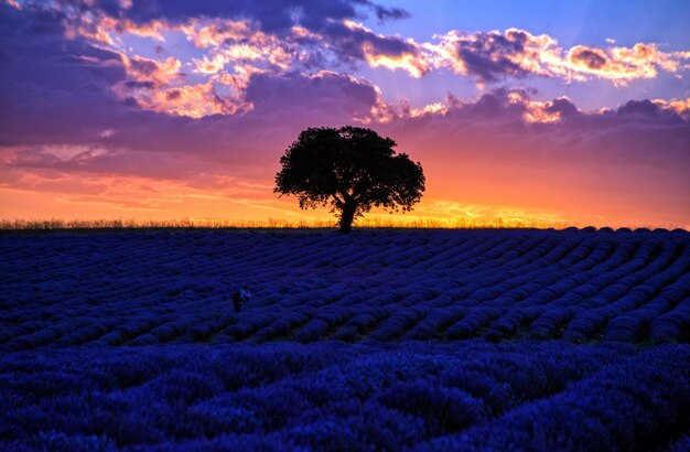 Vue panoramique du champ contre le ciel au coucher du soleil