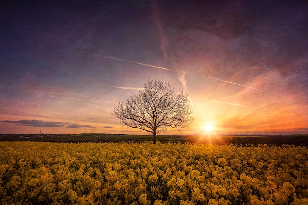 Vue panoramique du champ contre le ciel au coucher du soleil