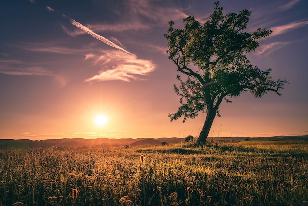 Vue panoramique du champ contre le ciel au coucher du soleil