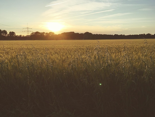 Vue panoramique du champ contre le ciel au coucher du soleil