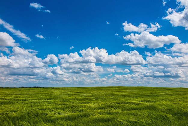 Vue panoramique du champ contre le ciel bleu