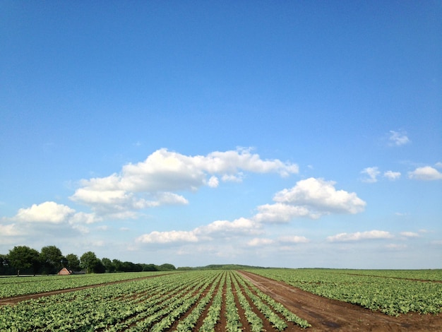 Vue panoramique du champ contre un ciel dégagé