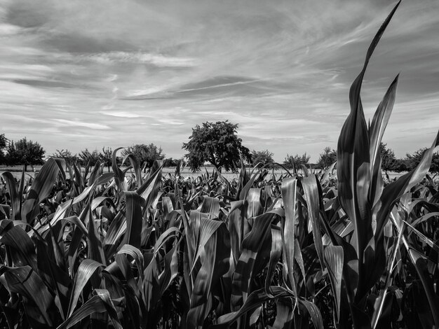 Photo vue panoramique du champ contre un ciel nuageux