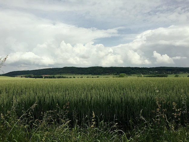 Vue panoramique du champ contre un ciel nuageux