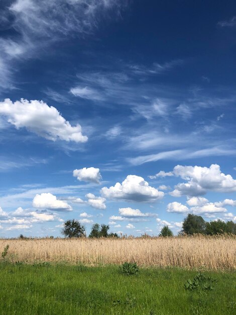 Vue panoramique du champ contre le ciel