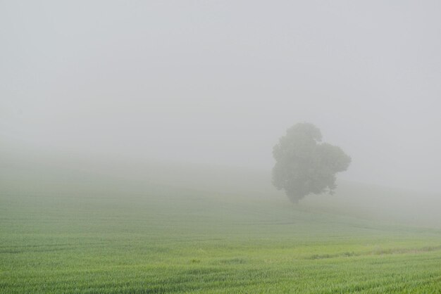 Vue panoramique du champ contre le ciel