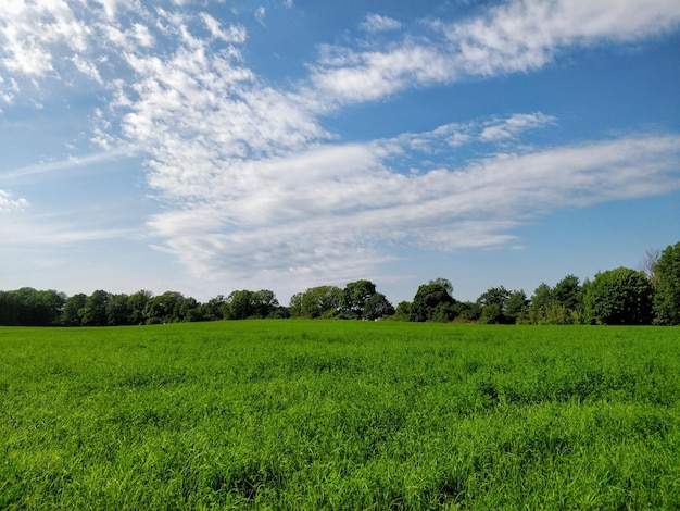 Vue panoramique du champ contre le ciel