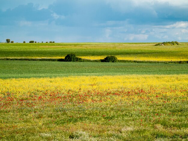 Photo vue panoramique du champ contre le ciel