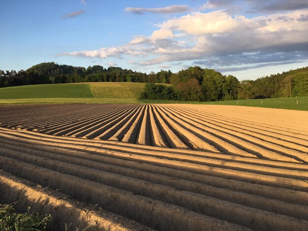 Vue panoramique du champ contre le ciel