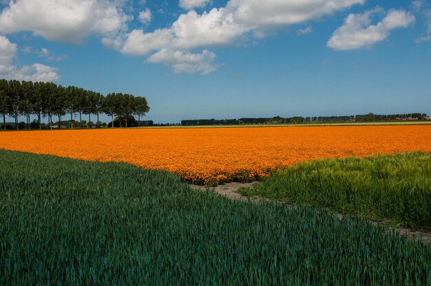 Vue panoramique du champ contre le ciel