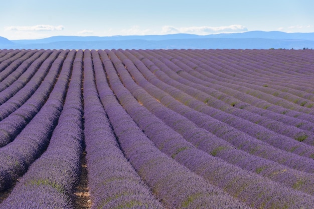 Vue panoramique du champ contre le ciel