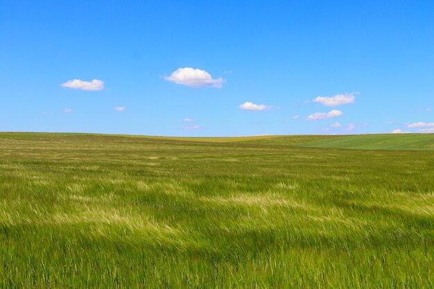 Vue panoramique du champ contre le ciel