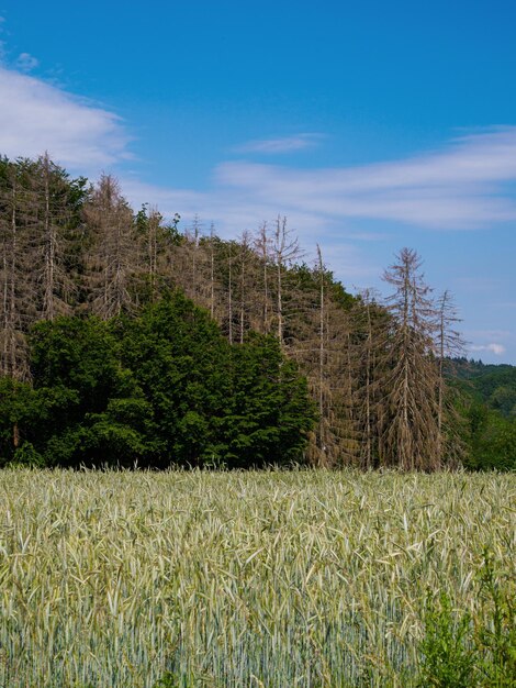 Photo vue panoramique du champ contre le ciel