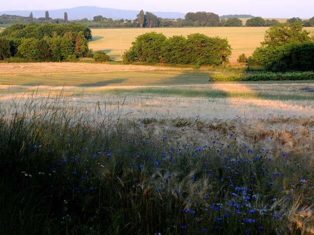 Vue panoramique du champ herbeux par les arbres contre le ciel