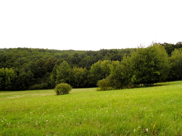 Photo vue panoramique du champ herbeux