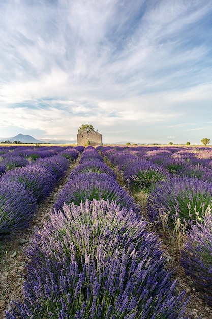Vue panoramique du champ de lavande contre le ciel