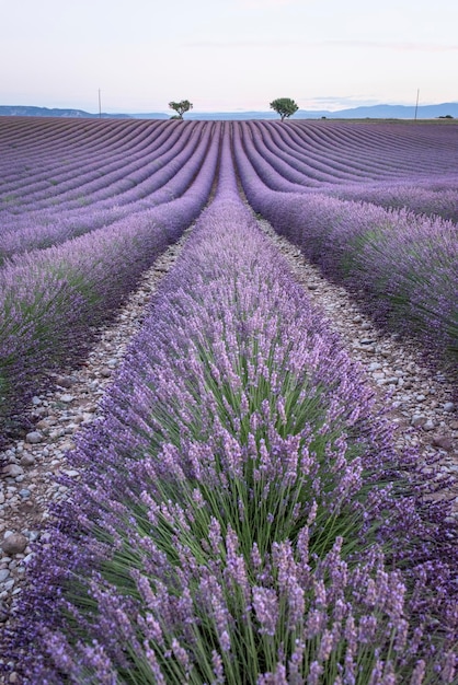 Vue panoramique du champ de lavande contre le ciel