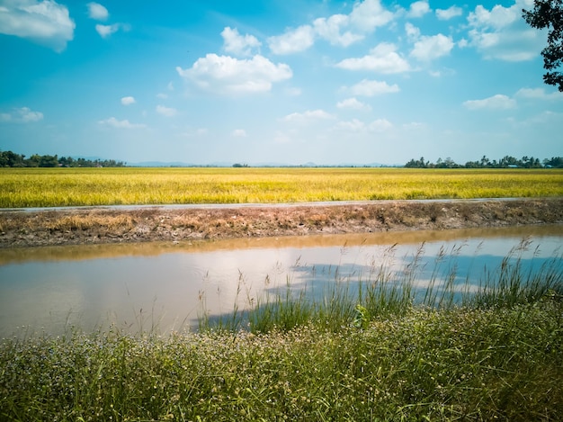 Vue panoramique du champ de riz contre le ciel