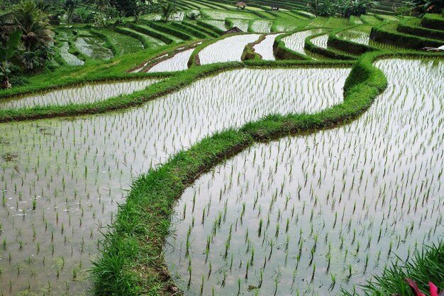 Vue panoramique du champ de riz.