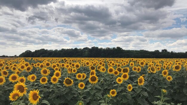 Vue panoramique du champ de tournesol contre un ciel nuageux