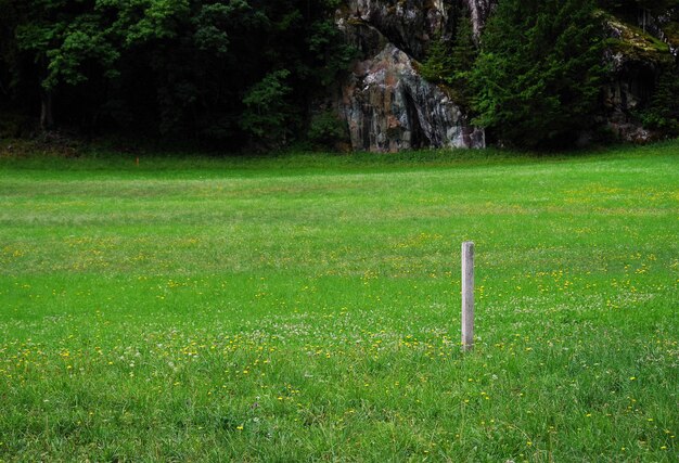 Vue panoramique du champ