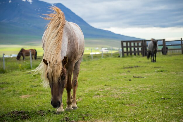 Vue panoramique du cheval islandais sur le pré