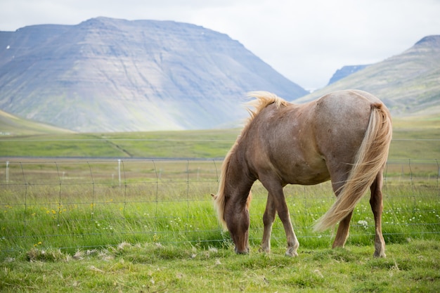 Photo vue panoramique du cheval islandais sur le pré