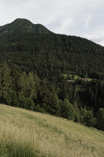 Vue panoramique du ciel de forêt de champ de montagnes avec des nuages Paysage