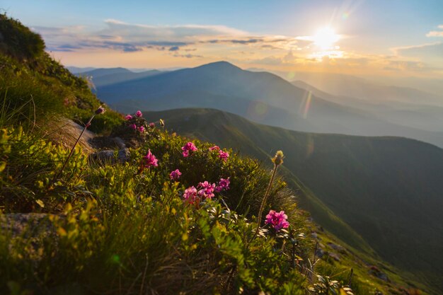 Vue panoramique du coucher de soleil orange dans les montagnes couvertes de rhododendrons roses en fleurs