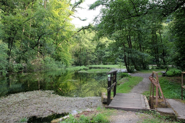 Vue panoramique du lac au milieu des arbres dans la forêt