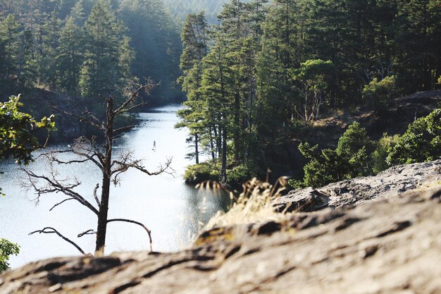 Photo vue panoramique du lac au milieu des arbres dans la forêt