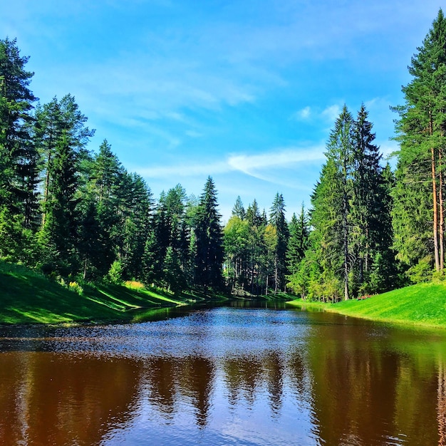 Vue panoramique du lac dans la forêt contre le ciel