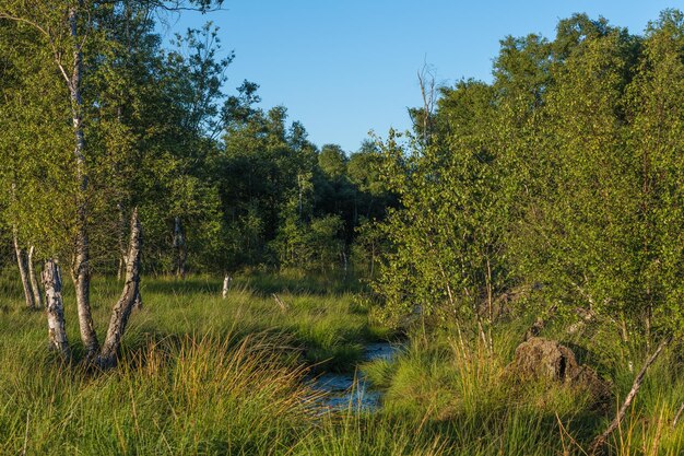 Photo vue panoramique du lac dans la forêt contre le ciel