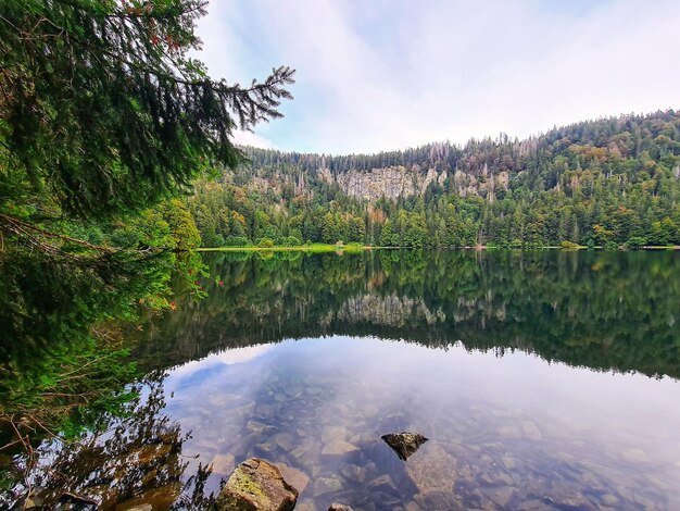 Vue panoramique du lac dans la forêt contre le ciel
