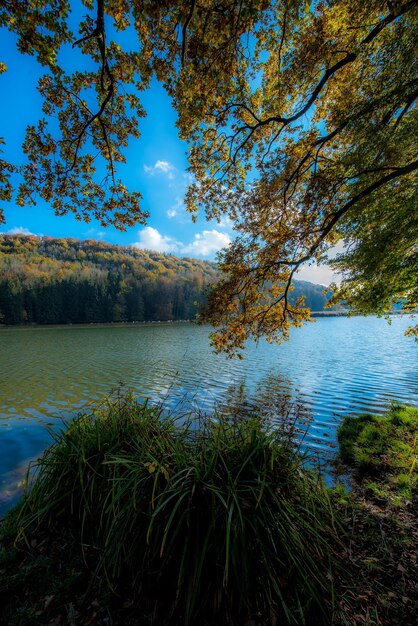 Photo vue panoramique du lac dans la forêt