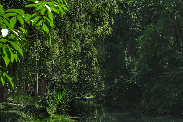 Photo vue panoramique du lac dans la forêt