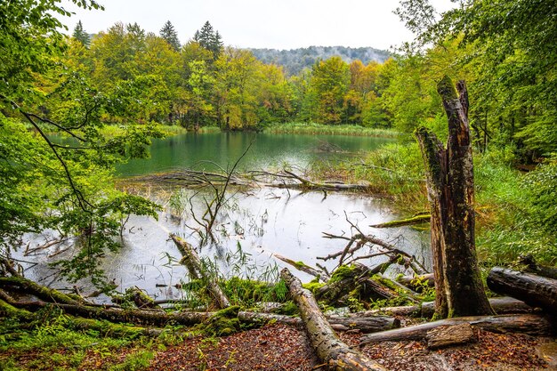 Photo vue panoramique du lac dans la forêt