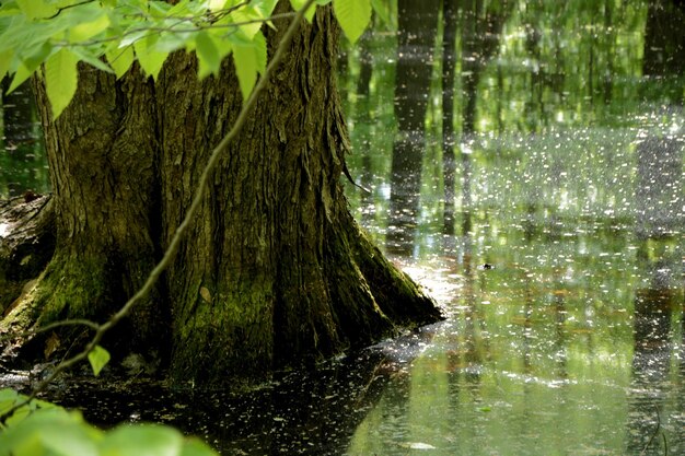 Photo vue panoramique du lac dans la forêt