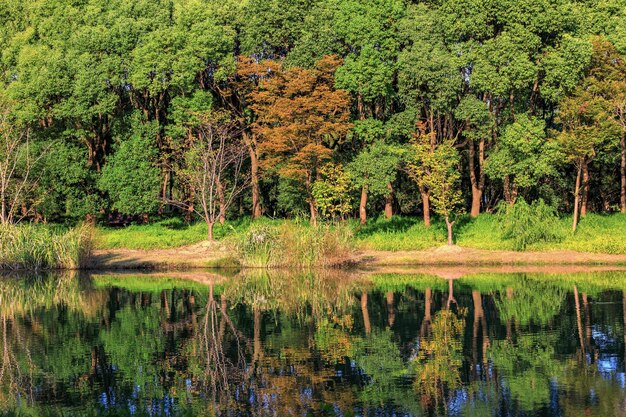 Photo vue panoramique du lac dans la forêt