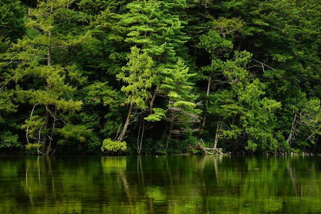 Photo vue panoramique du lac dans la forêt