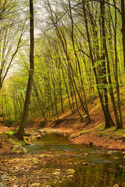 Photo vue panoramique du lac dans la forêt