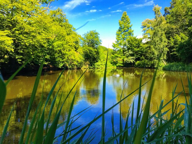 Photo vue panoramique du lac par les arbres contre le ciel