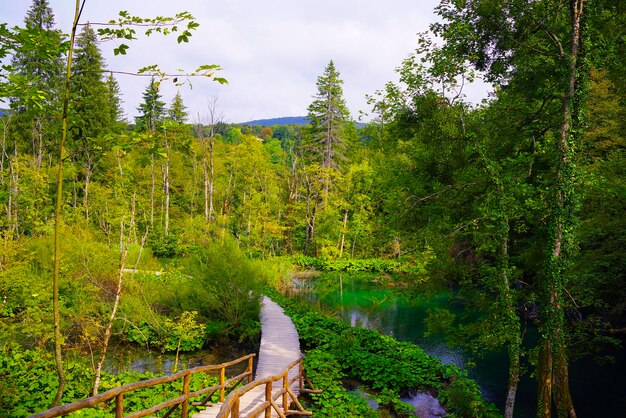 Photo vue panoramique du lac par les arbres dans la forêt contre le ciel