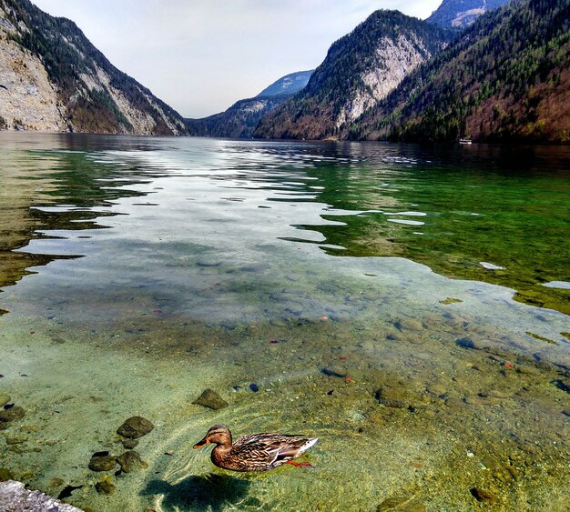 Photo vue panoramique du lac