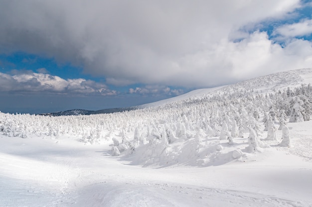 Vue panoramique du monstre des neiges sur le mont Zao