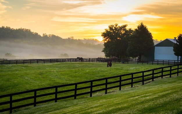 Vue panoramique du paddock contre le ciel au coucher du soleil
