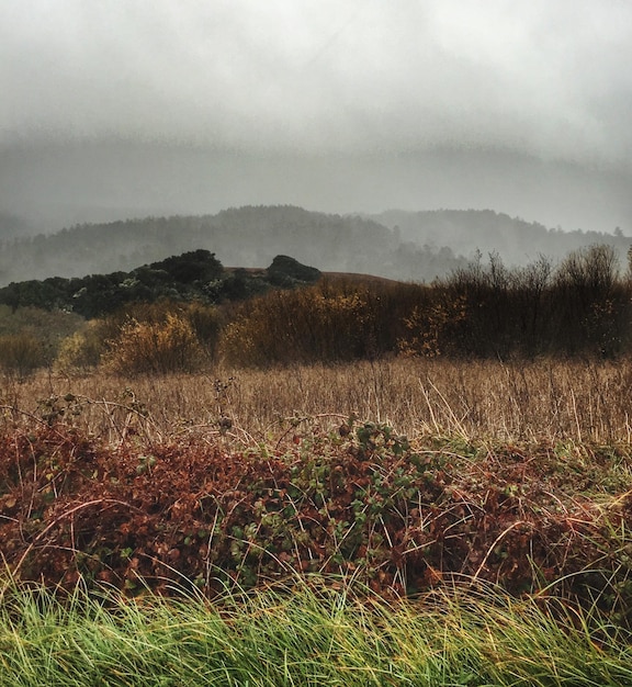 Vue panoramique du paysage herbeux contre le ciel par temps brumeux