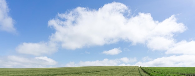 Vue panoramique du paysage herbeux contre le ciel