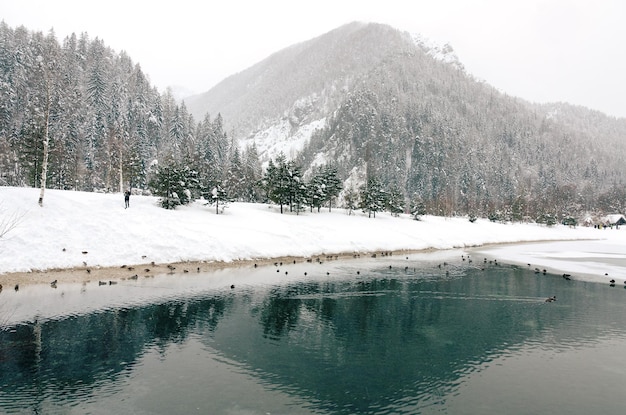 Vue panoramique du paysage d'hiver avec des arbres couverts de neige et une rivière de montagne dans les Alpes, en Slovénie. Beauté